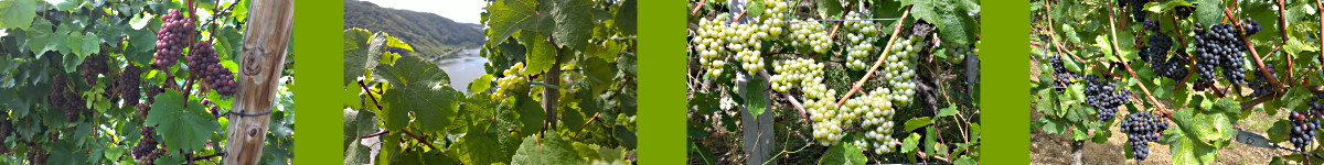 Winzerwirtschaft Barz Laufbild 2