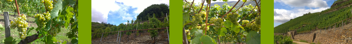 Winzerwirtschaft Barz Laufbild 1